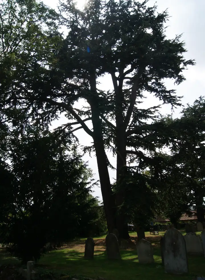 One of the church's magnificent cedars of Lebanon