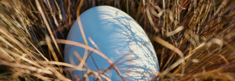 An egg lying in some straw